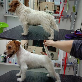 Stripping Jack Russell Terrier