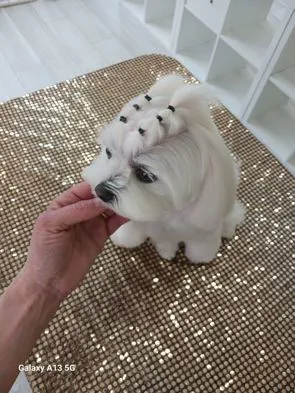 Maltese