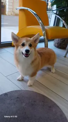 Corgie