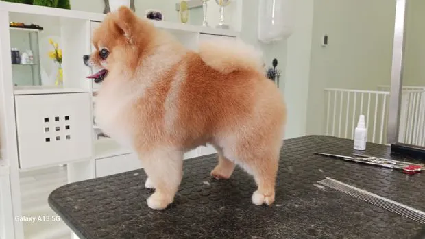 Volpino di Pomerania