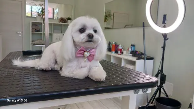 Maltese