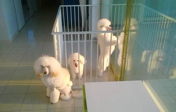 cani